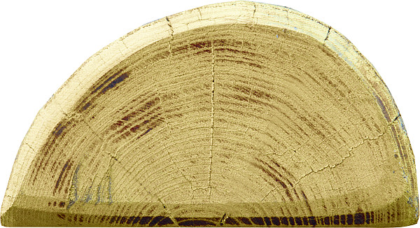 Patura - Robinienpfahl, halbiert 1500 mm, d=13-15 cm